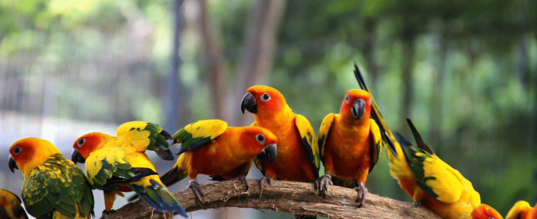 The Things You Need For Your Bird (Beginners Guide as a Bird Owner)